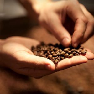 Seven Beans Roasting Process â€“ Hand Checking Coffee Beans